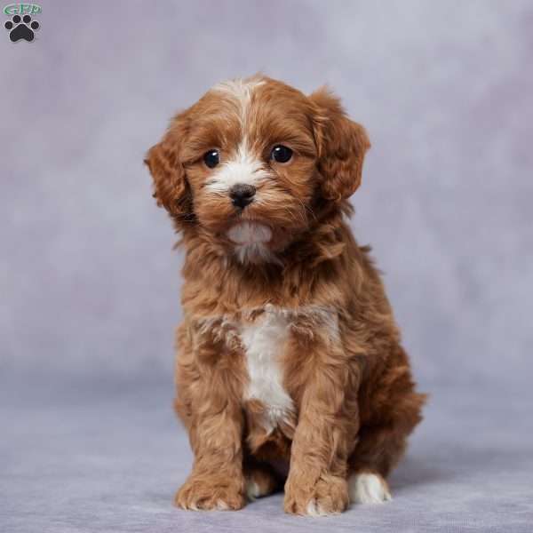 Ivory, Cavapoo Puppy